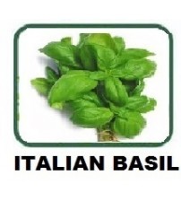 BASIL ITALIAN  LEAVES  100 GMS